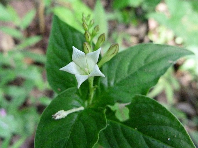 SPIGELIA HUMBOLDTIANA Cham. et Schltdl. - kalanka Humboldtova