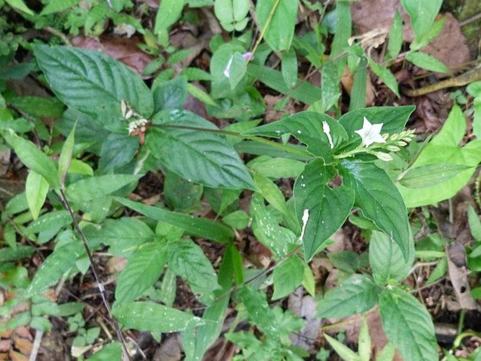 Spigelia humboldtiana