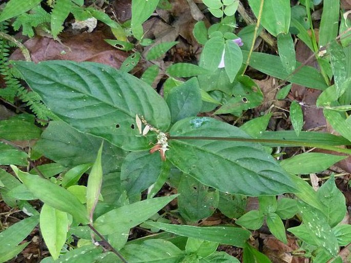 Spigelia humboldtiana