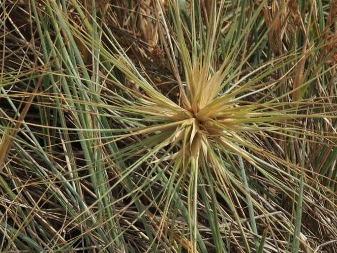 Spinifex sericeus