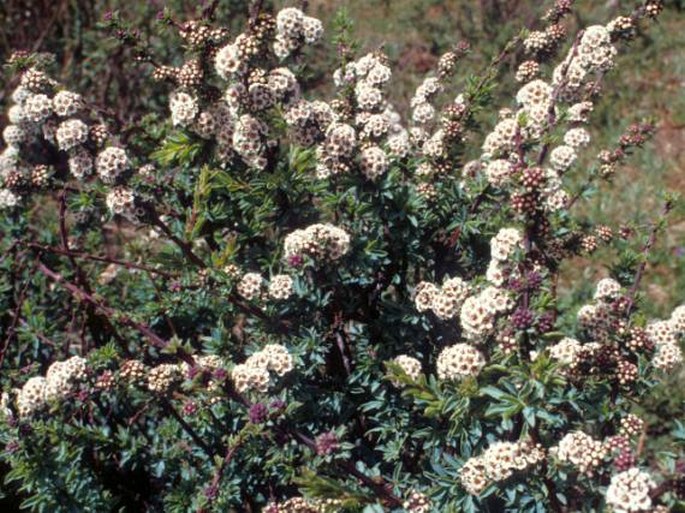 Spiraea alpina