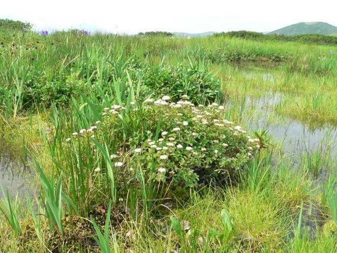 Spiraea beauverdiana