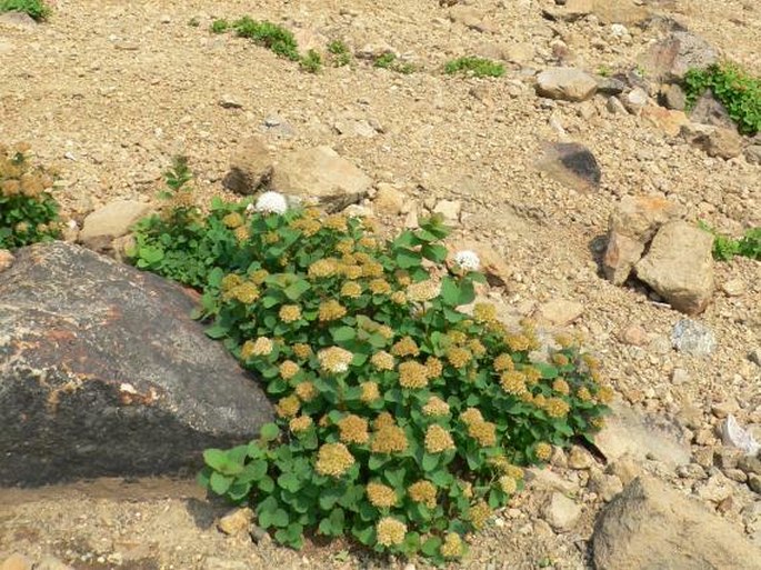 Spiraea beauverdiana