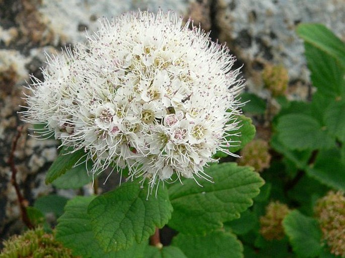 Spiraea beauverdiana