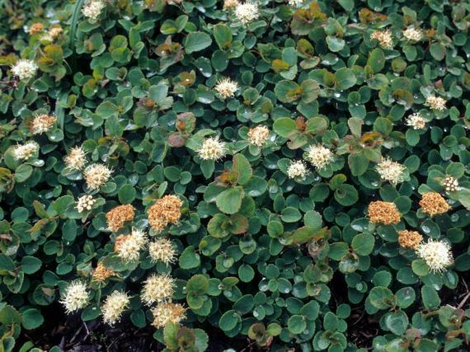 Spiraea beauverdiana