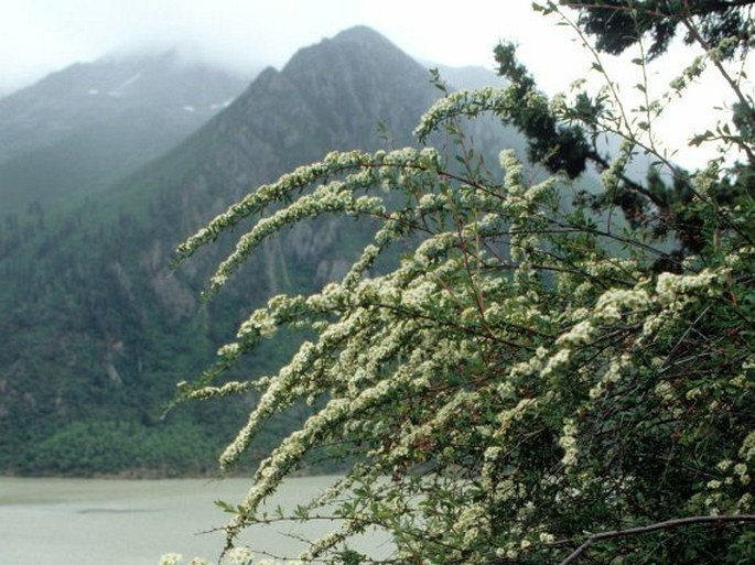 Spiraea lasiocarpa