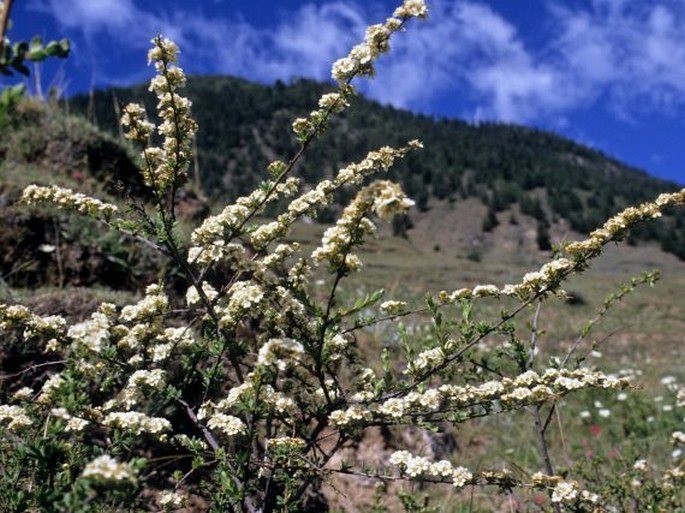 Spiraea lasiocarpa