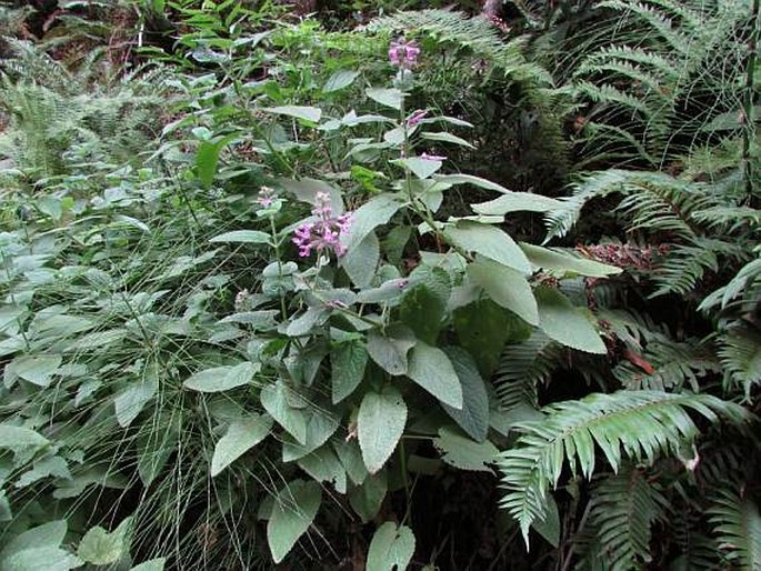 Stachys bullata