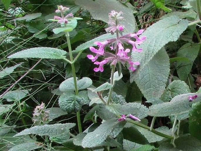 Stachys bullata