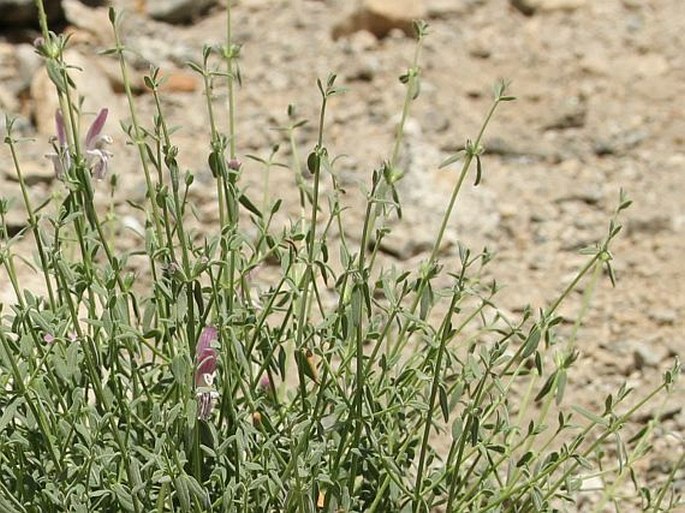 Stachys tibetica