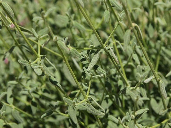 Stachys tibetica