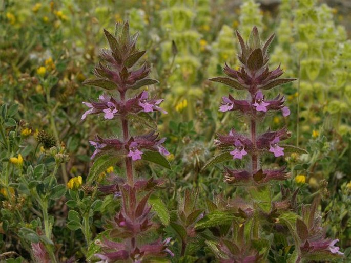 Stachys woronowii