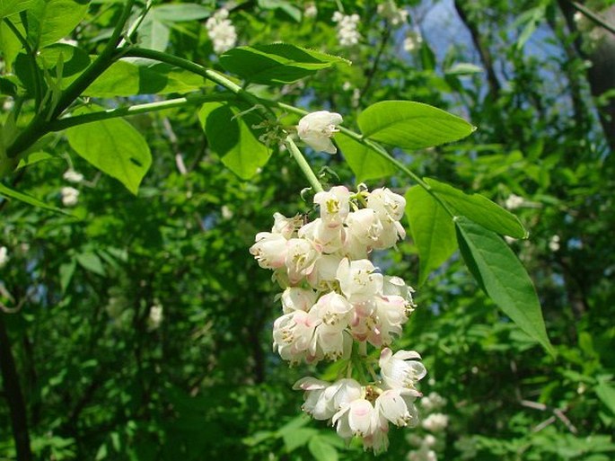 Staphylea pinnata