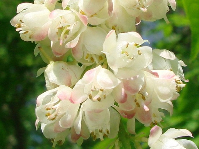 Staphylea pinnata