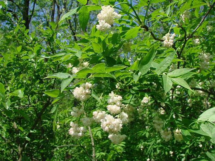 Staphylea pinnata