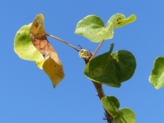 Sterculia africana