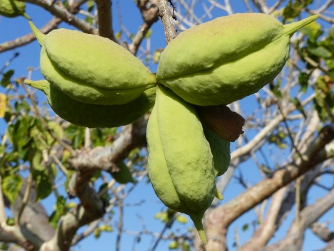 Sterculia africana