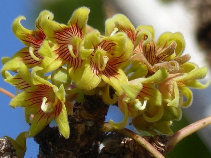 Sterculia africana