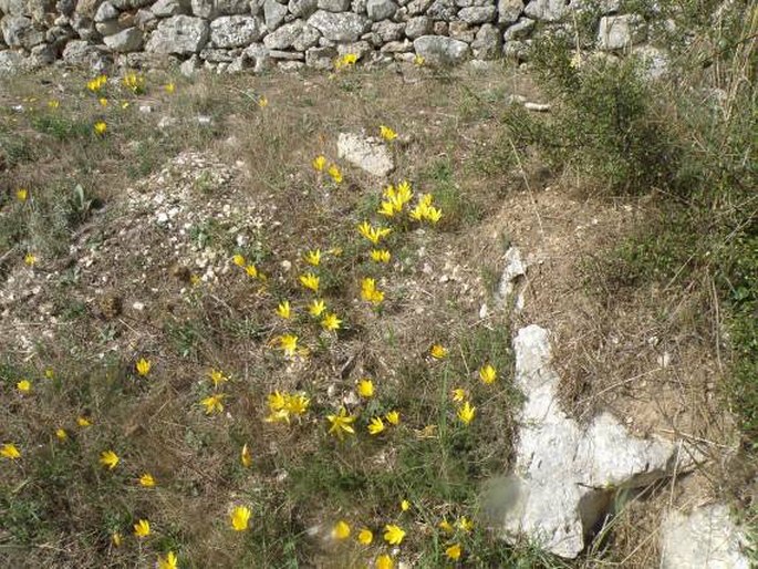 Sternbergia lutea