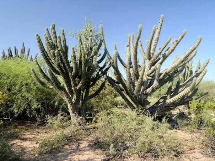 Stetsonia coryne