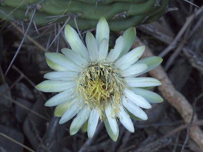 Stetsonia coryne