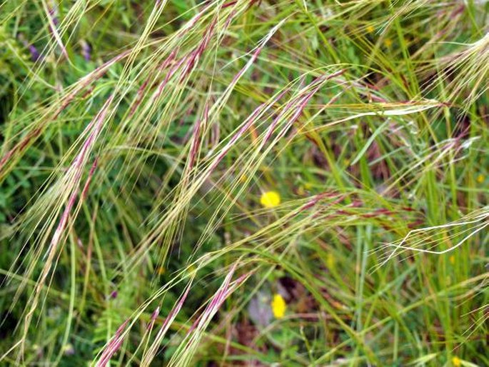 STIPA BROMOIDES (L.) Dörfl. – kavyl / kavyľ