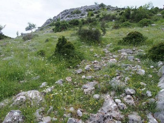 Stipa bromoides