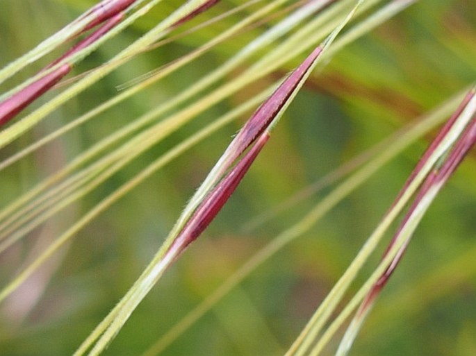 Stipa bromoides