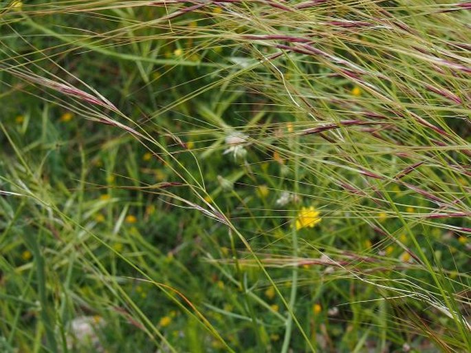 Stipa bromoides