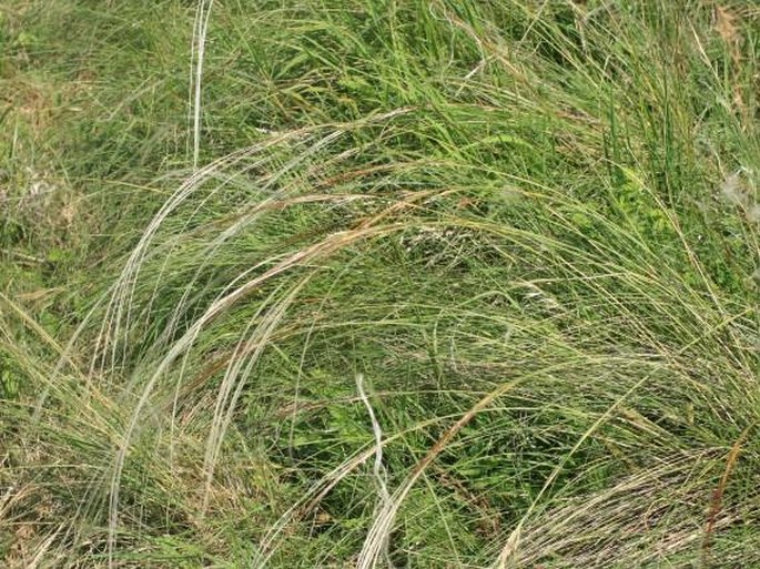 STIPA GLABRATA (P. Smirnov) P. Smirnov – kavyl olysalý / kavyľ