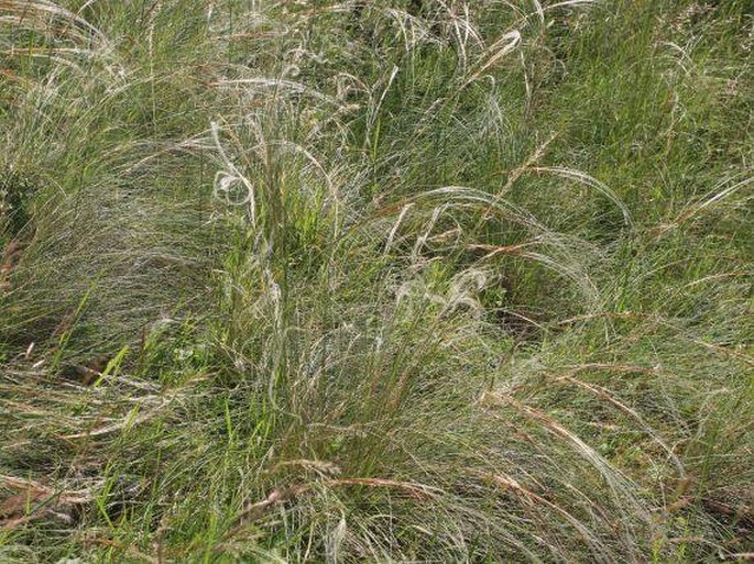 Stipa glabrata