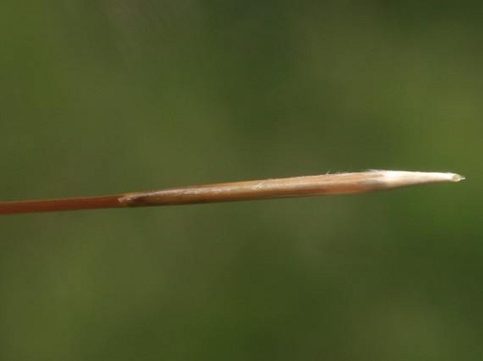 Stipa glabrata