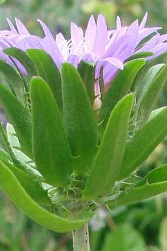 Stokesia laevis