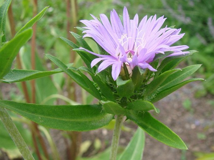 Stokesia laevis