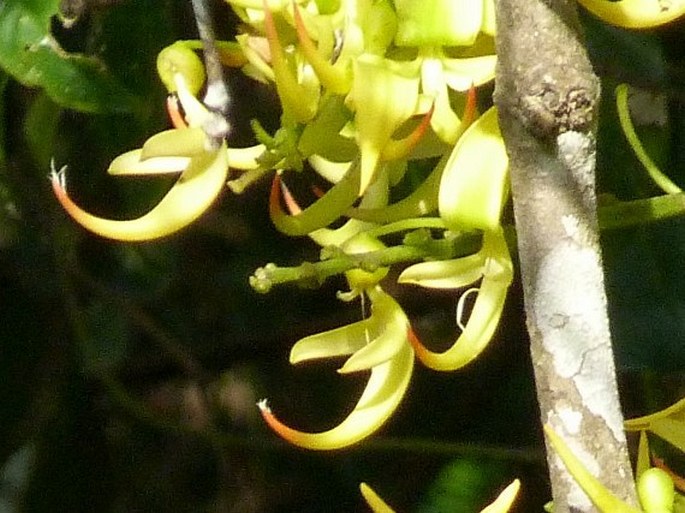 Strongylodon craveniae