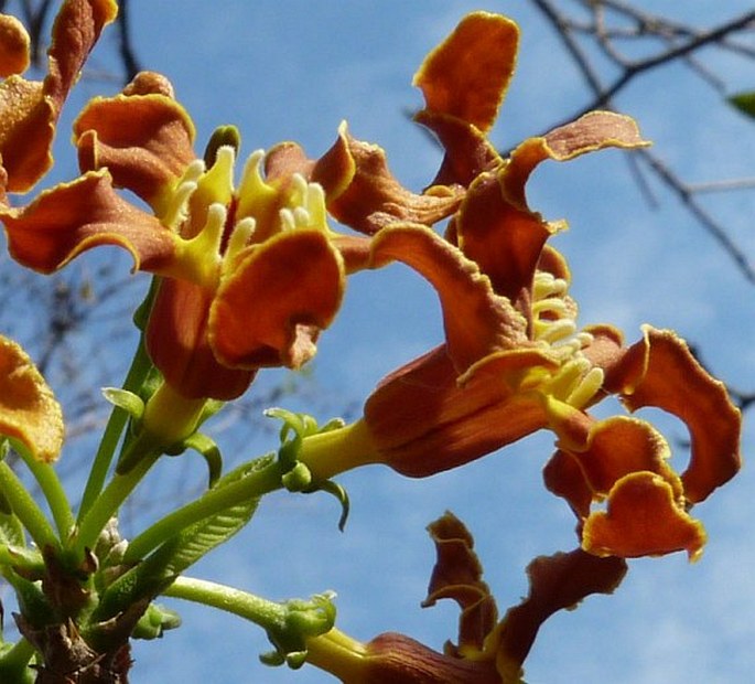 Strophanthus boivinii