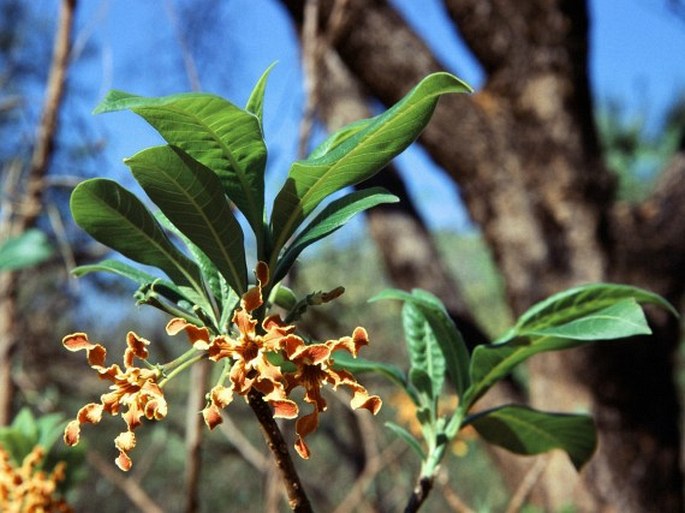 Strophanthus boivinii