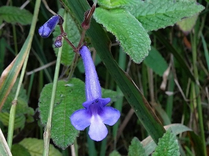 Streptocarpus hilsenbergii