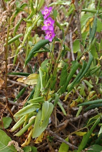 Talinum portulacifolium