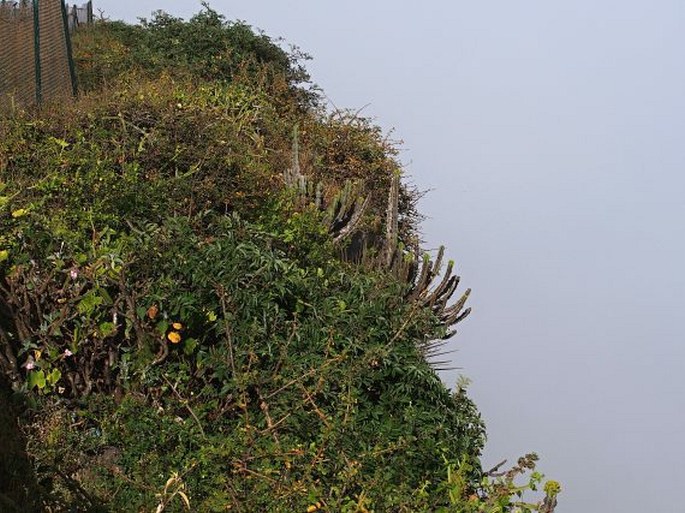 Talinum portulacifolium