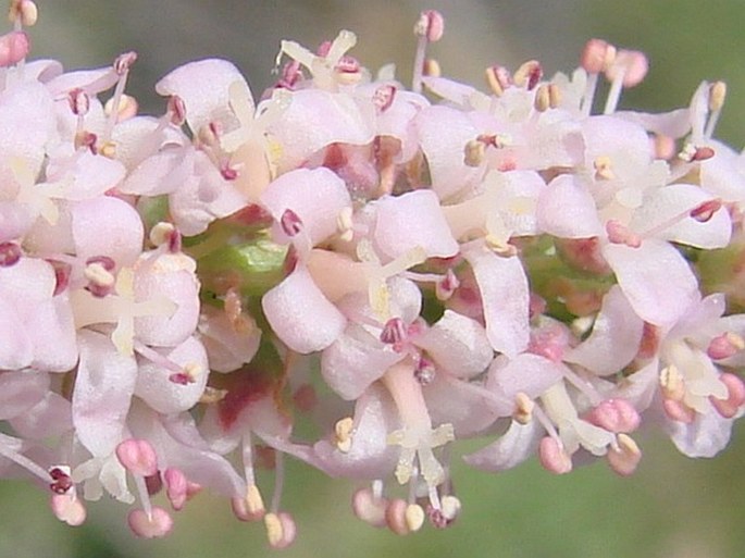 Tamarix tetrandra