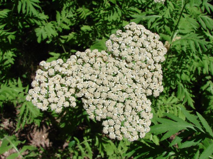 TANACETUM MACROPHYLLUM (Waldst. et Kit.) Sch. Bip. - vratič velkolistý