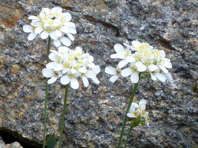 Teesdaliopsis conferta