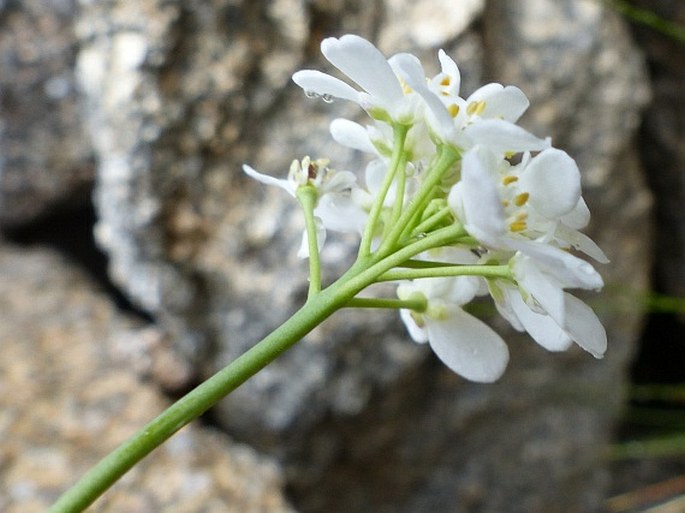 Teesdaliopsis conferta