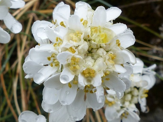 Teesdaliopsis conferta