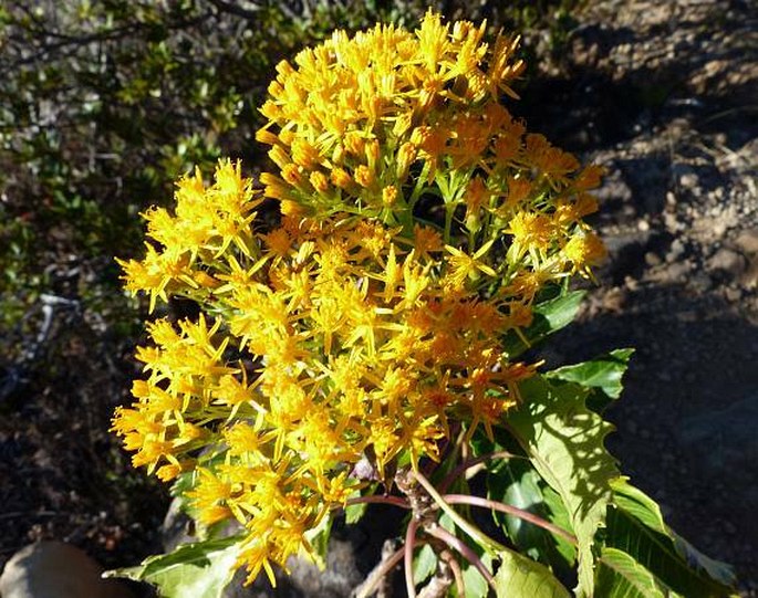 TELANTHOPHORA GRANDIFOLIA (Less.) H. Rob. et Brettell