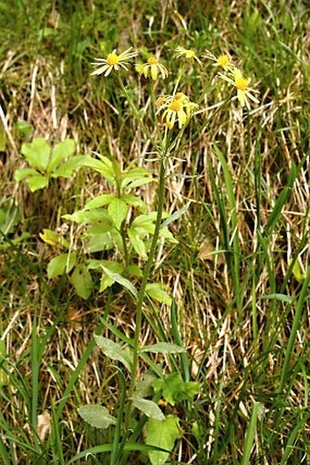 Tephroseris longifolia subsp. longifolia