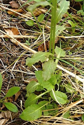 Tephroseris longifolia subsp. longifolia