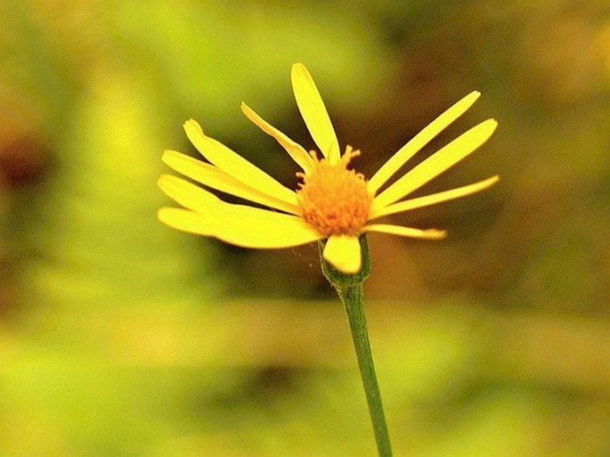 Tephroseris longifolia subsp. longifolia