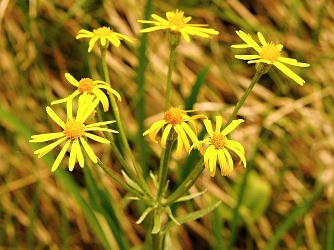 TEPHROSERIS LONGIFOLIA (Jacq.) Griseb. et Schenk subsp. LONGIFOLIA – starček dlouholistý pravý / popolavec dlholistý pravý